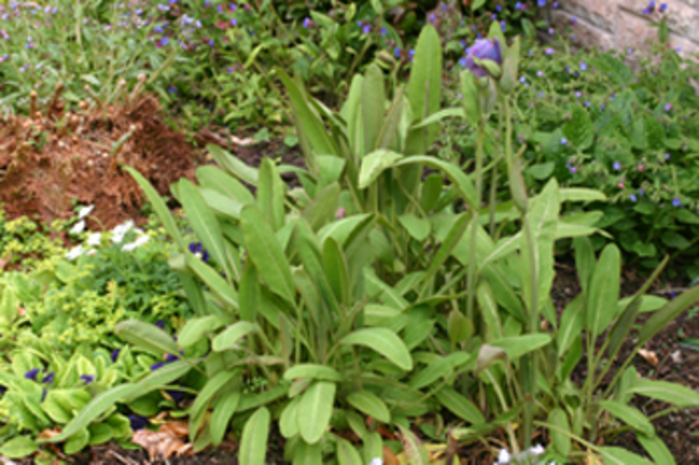 Mature leaves which arch to the ground with long pedicels.